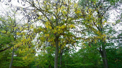 Fototapeta premium Otoño en el parque
