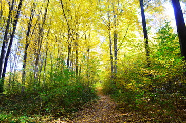 Fototapeta premium Autumn. Fall. Autumnal Park. Autumn Trees and Leaves in sun light