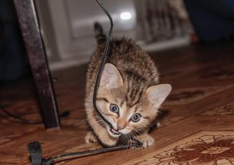 little kitten playing with wire 
