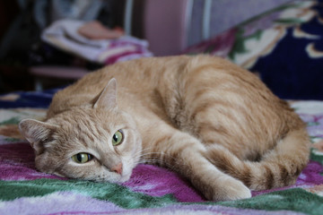 Golden cat resting on the bed
