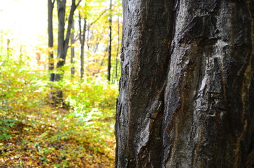 Autumn. Fall. Autumnal Park. Autumn Trees and Leaves in sun light