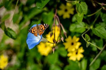 Papillon 1