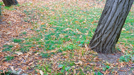 Otoño en el parque