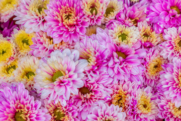 The backgeound or backdrop of fresh Chrysanthemum in the garden of natural light. 