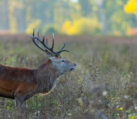 Red deer (Cervus elaphus)