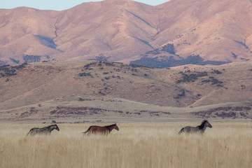 Wild Horses in the Utah Desert