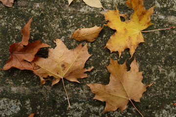 maple leaves on old stone wall