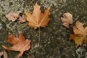 maple leaves on old stone wall