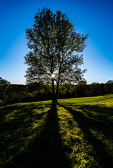 Tree Love = True Love (p1)