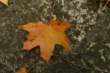 maple leaves on old stone wall