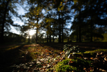 Pilz mit Moos genießt Abendsonne im Herbst