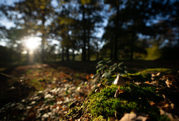 Pilz mit Moos genießt Abendsonne