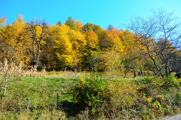 Autumn. Fall. Autumnal Park. Autumn Trees and Leaves in sun light