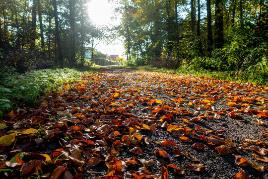 Roter Teppich aus Herbstlaub auf Waldweg