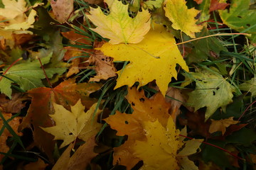 maple leaves on grass