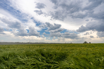Getreide im Wind III, Sonnenhof