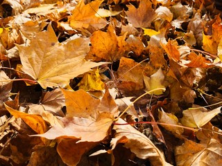 Jesienne liście na dachu garażu