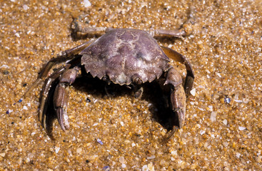 Crabe verruqueux,  eriphia verrucosa
