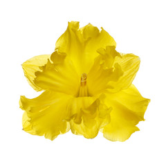 Bright yellow unusual daffodil flower isolated on white background.