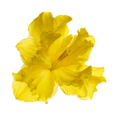 Bright yellow unusual daffodil flower isolated on white background.
