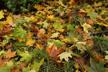 maple leaves on grass