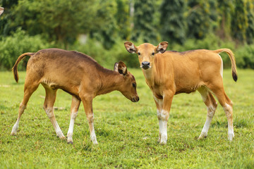 Naklejka na ściany i meble A herd of tropical light Asian cow calves graze on green grass.