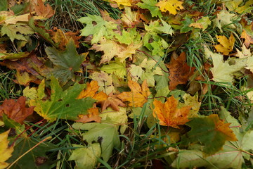 Naklejka na ściany i meble maple leaves on grass