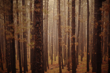 Naklejka premium woods brown