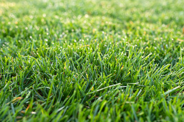 green grass lawn close, lawn in the morning