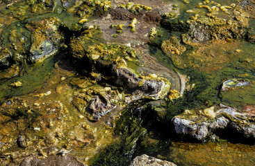 Lac Bogoria, Parc national, vallée du rift, Kenya