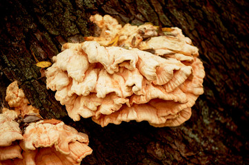 Orange giant tinder growing on the bark of a tree. Botany