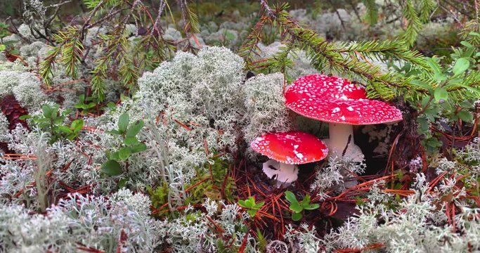 Beautiful fly agaric or red amanita mushroom in the forest.