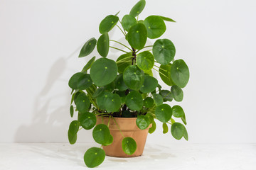 Pilea peperomioides, money plant in the pot. Big plant with babies. Isolated. White background.