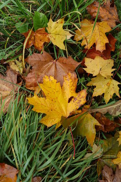 maple leaves on grass