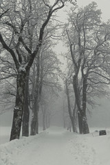 Verschneiter Winterweg an einer Baum-Allee