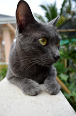 portrait of black cat