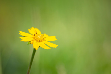 Natural yellow-green flowers, macro images