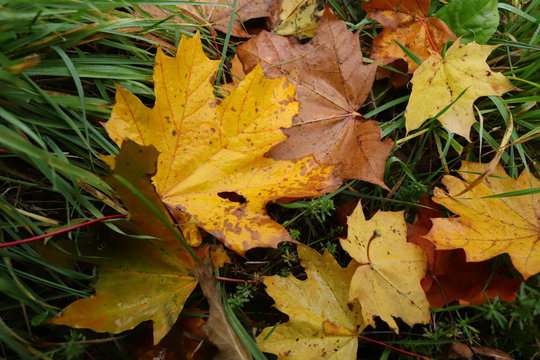 maple leaves on grass