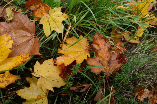 maple leaves on grass
