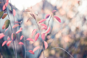 Autumn warm colors leaves background