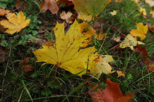 maple leaves on grass