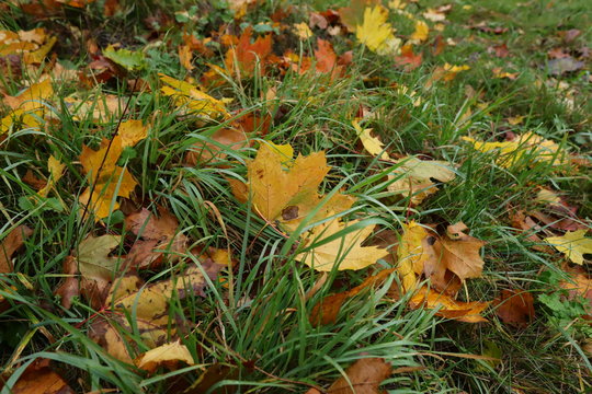 maple leaves on grass