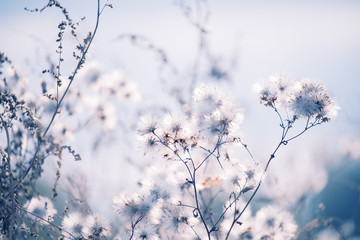 White fluffy airy flowers. autumn flowers in the garden.