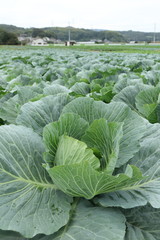 Naklejka premium Vegetable field in Ushimado,Okayama,Japan