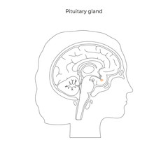 Vector isolated illustration of Pituitary gland 