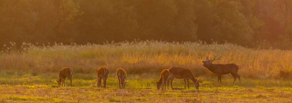 Red deer (Cervus elaphus)