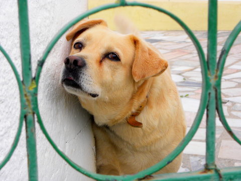 Golden Retriever Behind The Fence