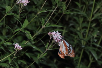 Butterfly and flower in Japan