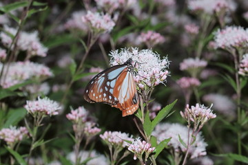 Butterfly and flower in Japan