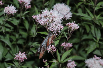 Butterfly and flower in Japan